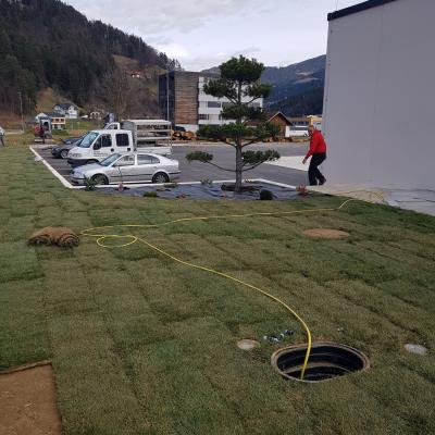 Trate Travni Tepihi 03