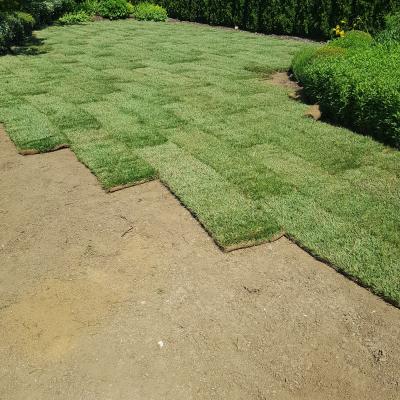 Trate Travni Tepihi 11