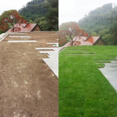 Trate Travni Tepihi 19